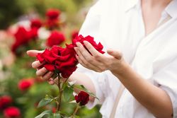 Red Chinese rose in a woman's hands. Background flowers