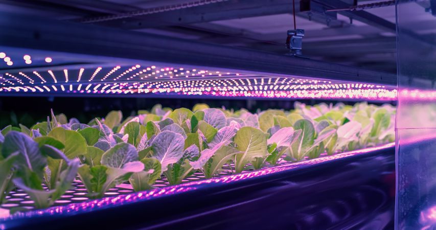 Vertical Farming Rack with Green Spinach Growing in a Hydroponics System. LED Lamps Producing Ultraviolet Artificial Sunlight. Modern Agriculture Technology with Efficient Use of Renewable Energy