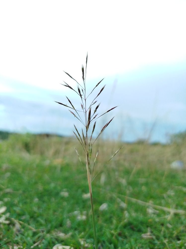 A Lone Dry Grass Standing on Windy Field