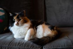 Calico cat on couch