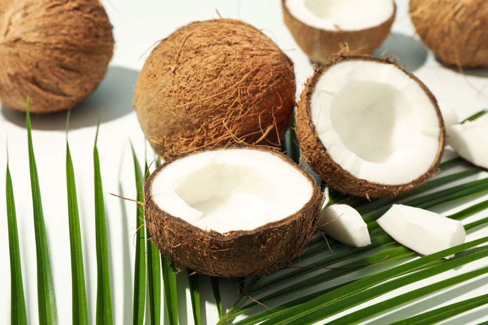 Coconut and palm branch on plain background, close up